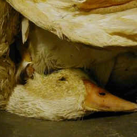 În Cehia a fost depistat un nou focar de gripă aviară