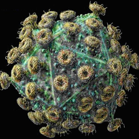 Mutaţiile HIV se transmit rapid la nivelul populaţiei