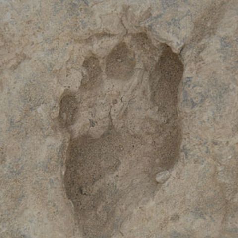 A fost descoperită cea mai veche urma lăsată de un Homo Erectus acum 1,5 milioane de ani