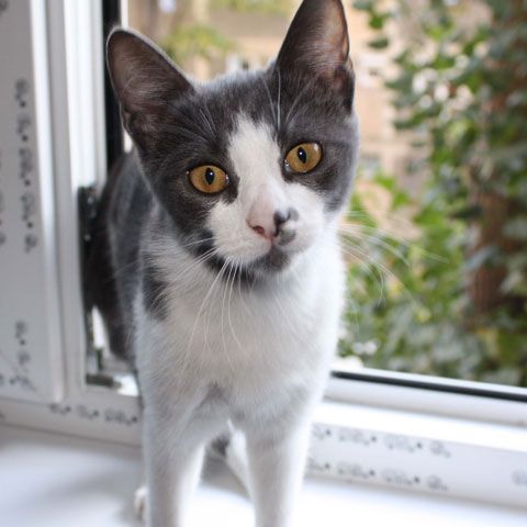 Consilierii generali ai Capitalei au amânat hotărârea privind sterilizarea câinilor şi pisicilor