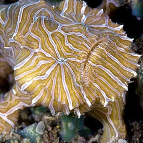 Peştele ţopăitor, descoperit de oamenii de ştiinţă americani