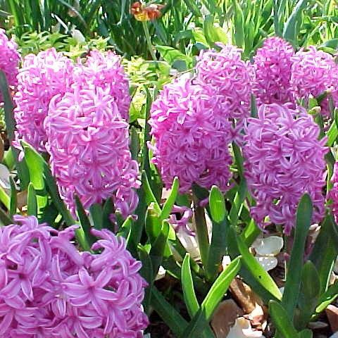 Vânzările de flori au fost slabe chiar şi cu o zi înainte de 1 martie 