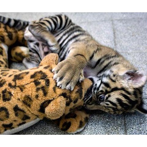 Cele mai frumoase fotografii cu animale, săptămâna 22 - 28 februarie