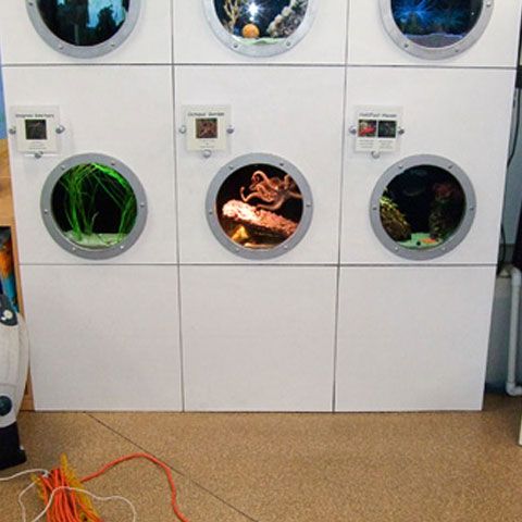 O caracatiţă care a încercat să evadeze din acvariu, a inundat întreaga clădire