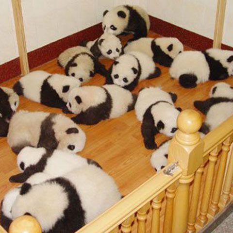 China a deschis grădiniţa pentru pui de panda