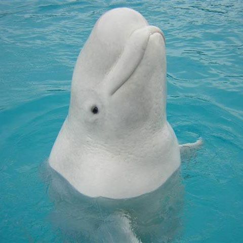 Sarah Palin porneşte la vânătoarea de balene beluga