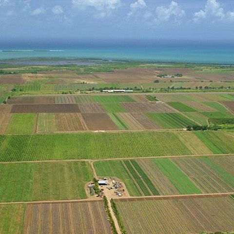 Agricultorii pot depune  cereri pentru subvenţii din fonduri europene