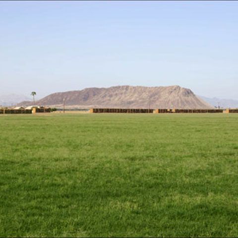 Agricultorii renunţă la legumicultură şi optează pentru culturile de cereale