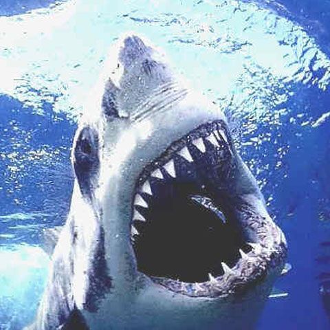 Australia: Un rechin a retezat piciorul unui băiat de 15 ani