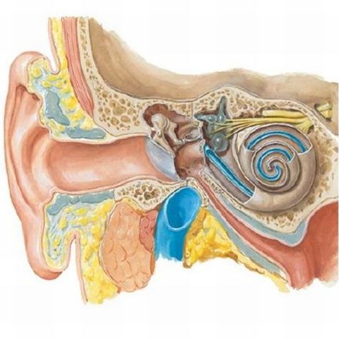 Cercetătorii americani au creat un dispozitiv de traducere a sunetelor în vibraţii