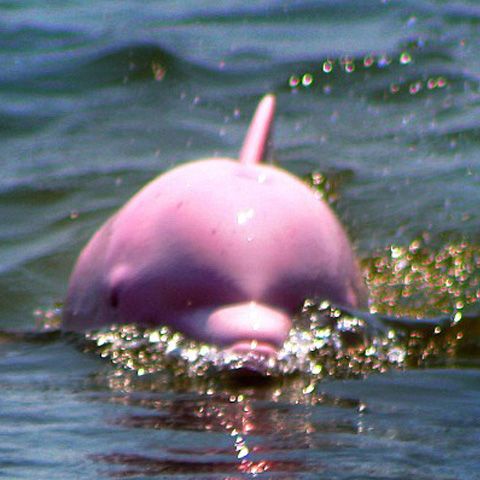 Un delfin roz a fost filmat într-un lac din Louisiana