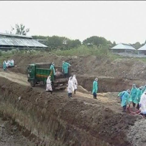 Autorităţile au găsit virusul Ebola în două ferme de porci din Filipine