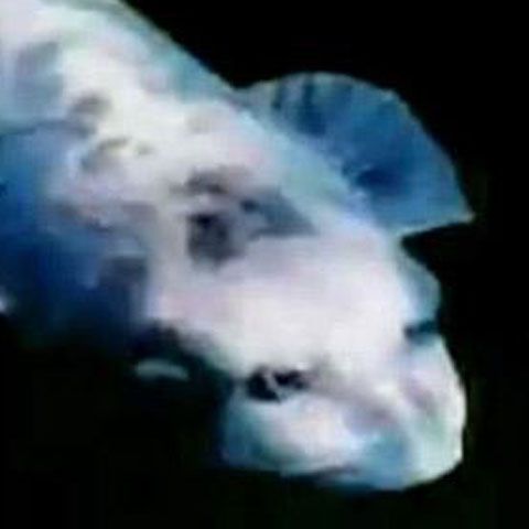 Peştele cu faţă de om, descoperit în Coreea de Sud - FOTO