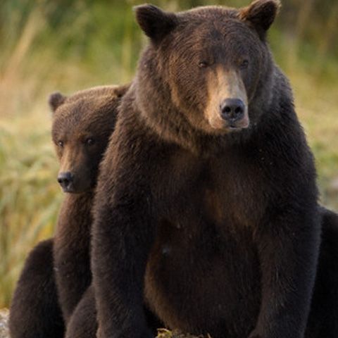 Vânătorii din judeţul Alba au lăsat deoparte armele pentru a hrăni animalele