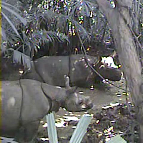 WWF a surprins pe film cel mai rar rinocer din lume