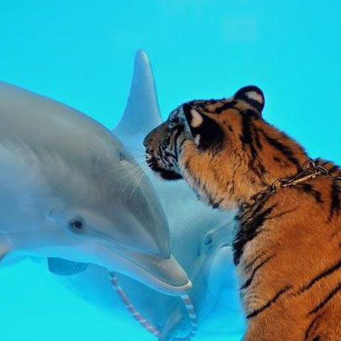 Cele mai frumoase fotografii cu animale, săptămâna 1-7 martie