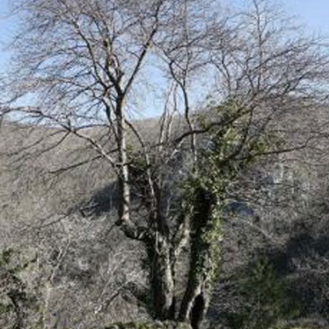 Copacul "Nu Parcaţi", descoperit recent în Marea Britanie