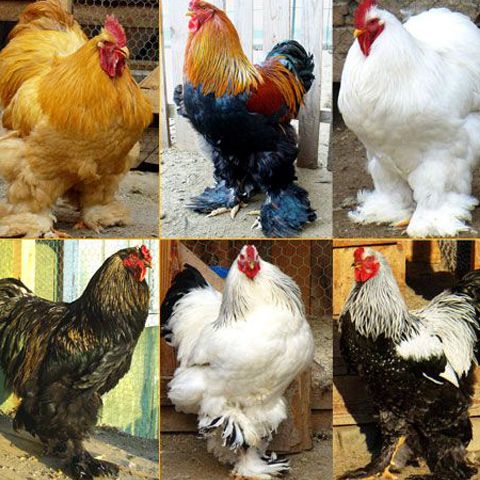 La Breaza s-a organizat o expoziţie de păsări 