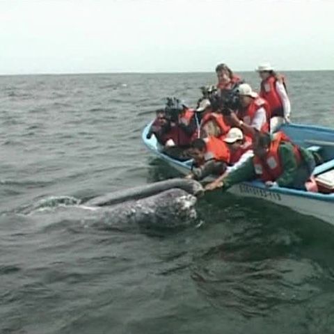 Balenele gri apar tot mai des în zona de coastă a Mexicului, unde pot eşua
