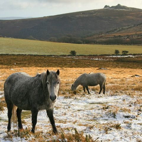 Cele mai vechi dovezi ale domesticirii cailor, descoperite în Kazakhstan