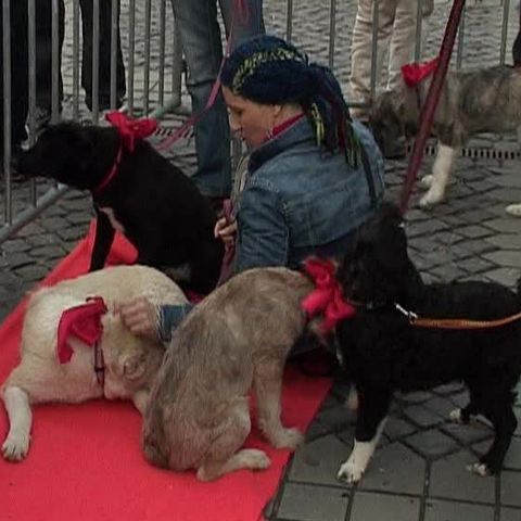 În centrul Sibiului, zece câini fără stăpân au fost expuşi pentru adopţie 