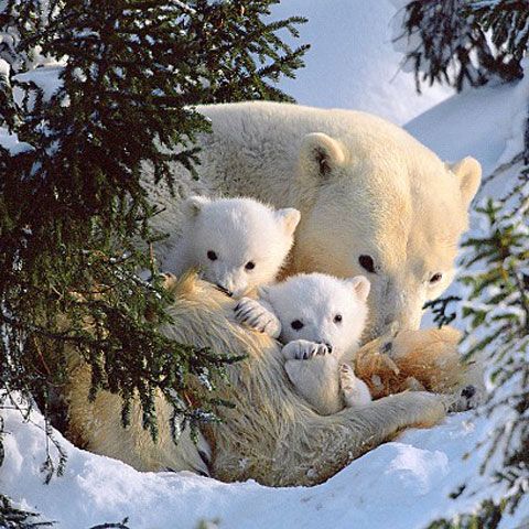 Primii paşi prin zăpadă a unor pui de urs polar - GALERIE FOTO