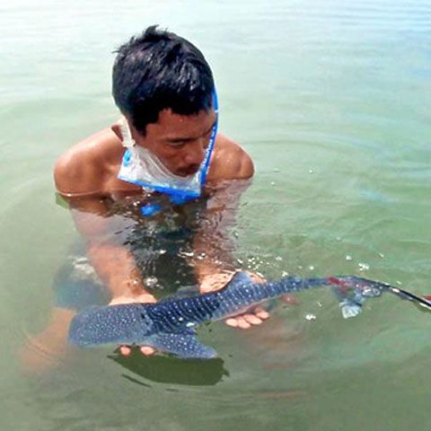 Cel mai mic rechin-balenă din lume, descoperit în Filipine