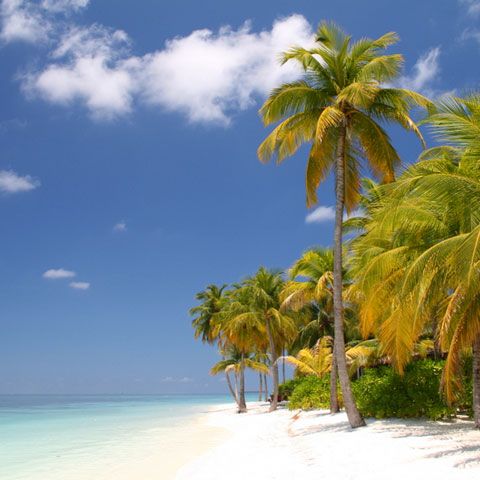 Maldive, un paradis şi pentru rechini. Pescuitul lor a fost interzis