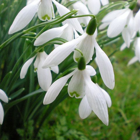 Introducerea ghioceilor în Ungaria constituie infracţiune