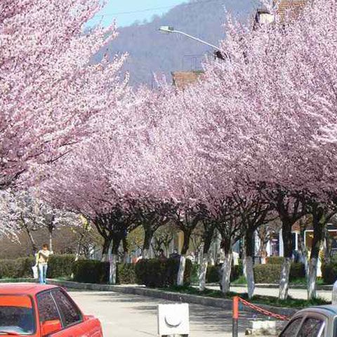 Ministerul Turismului vrea să transforme oraşul Petroşani în staţiune turistică