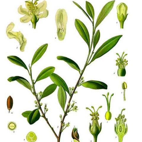 Liderul bolivian a mestecat o frunză de coca la o reuniune antidrog a ONU