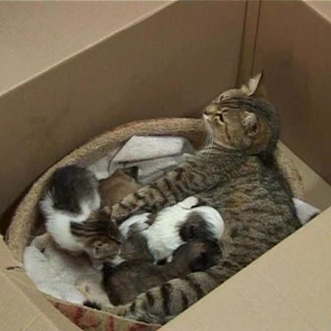 Patru pui de câine rămaşi orfani au fost adoptaţi de o pisică 