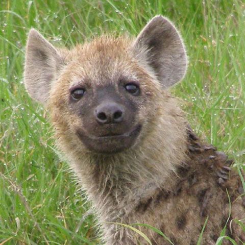 Un bărbat a fost citat pentru deţinerea unei hiene ca animal de companie