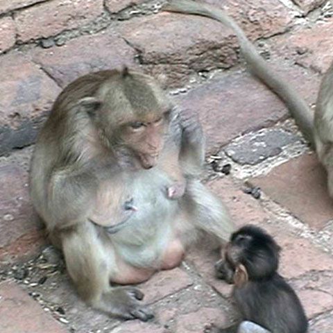 Macacii din Thailanda îşi educă puii să se spele pe dinţi