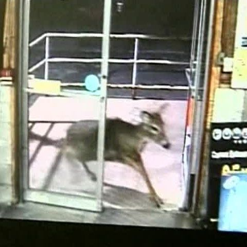 Trei căprioare au dat năvală într-un magazin de băuturi din Pennsylvania