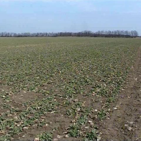 Agricultorii vrânceni cultivă rapiţă pentru fabricarea combustibilului biodisel