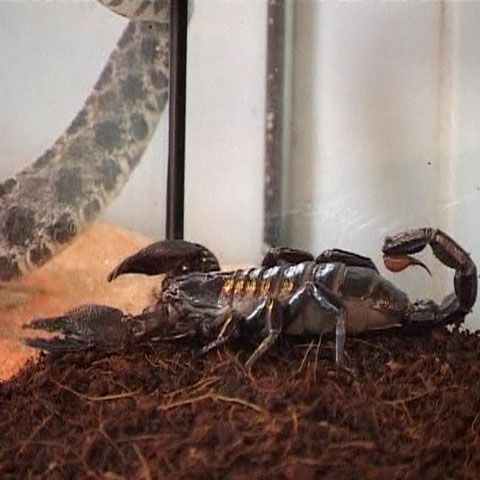 Un adăpost din Polonia găzduieşte animale exotice abandonate