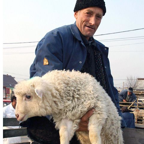 Carnea de miel va fi mai ieftină, din cauza crizei 