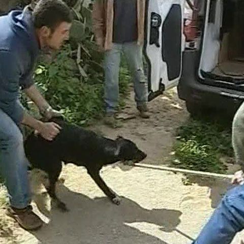 Hingherii şi poliţia din Italia caută 20 de câini care au rănit grav o turistă germană