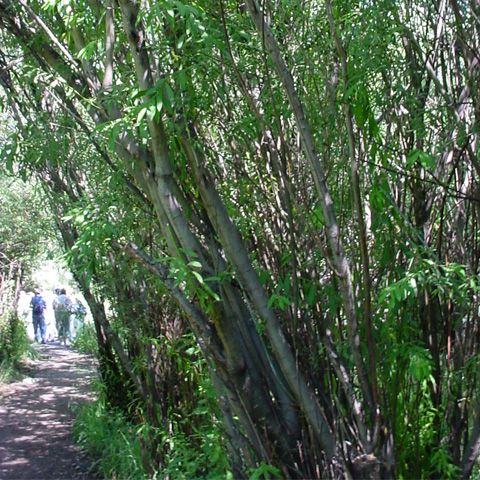 Culturi de plante bioenergetice în mai multe localităţi din judeţul Covasna
