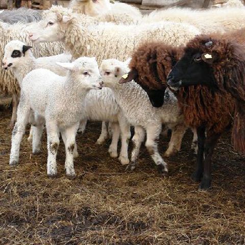 Ciobanii îşi vor putea vinde mieii doar dacă au autorizaţii care le permit să-i sacrifice