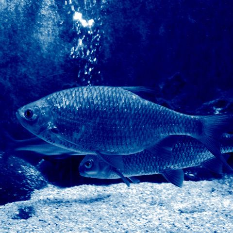 Pescarii brazilieni nu mai au nevoie de undiţe pentru că peştii sar singuri în barcă - VEZI VIDEO