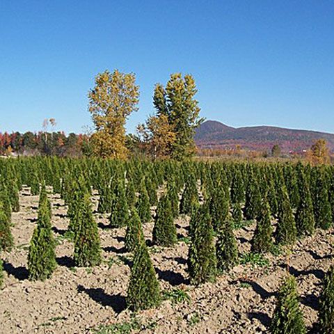 Campania "România prinde rădăcini" ajunge, astăzi, în Oltenia