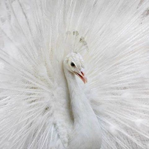 Cele mai frumoase fotografii cu animale, săptămâna 16-22 martie 2009