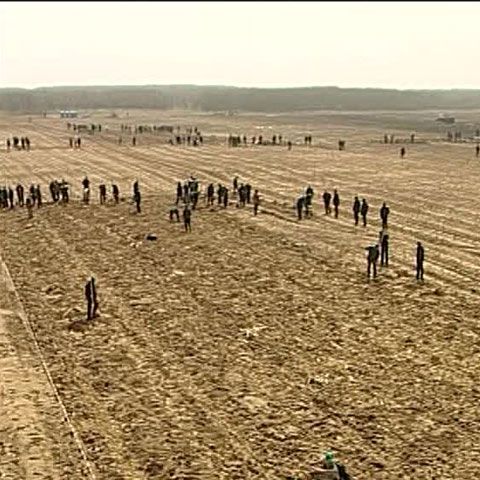 Campania "România prinde rădăcini": În Dăbuleni au fost plantaţi 35.000 de puieţi de salcâm