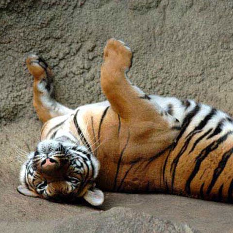 Proiectul unui parc cu tigri din Malaezia a fost anulat de ecologişti