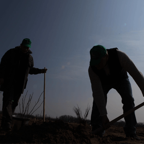 Record de voluntari în deşertul Olteniei, în cadrul campaniei "România prinde rădăcini"