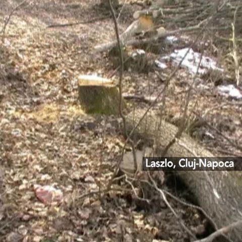 Pădurea de lângă Făget a devenit victimă a defrişărilor abuzive
