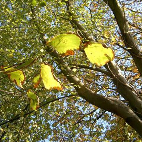 Temperaturi oscilante în aprilie şi mai, între 30 de grade Celsius ziua şi -5 grade noaptea, se arată în prognoza pe 6 luni a ANM