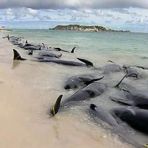80 de balene au eşuat pe o plajă din vestul Australiei 
